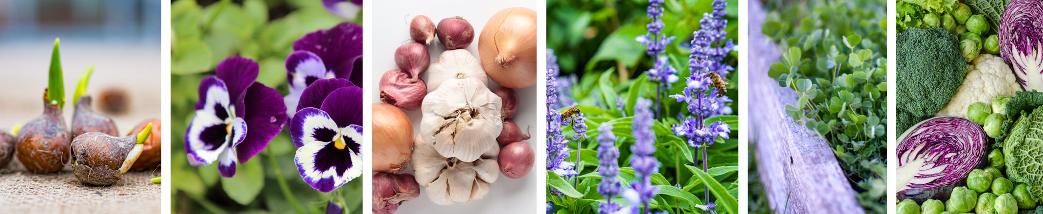 tulip bulbs, pansies, garlic, shallots, onions, salvia  with bees, clover cover crops and winter veggies