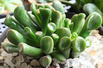 crassula gollum succulent