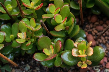 jade crassula ovata plant