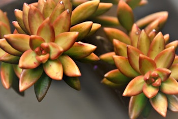 graptosedum california sunset