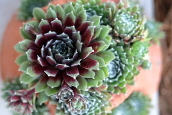 hen and chicks potted in terracotta