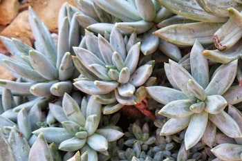 pachyveria glauca little jewel succulent