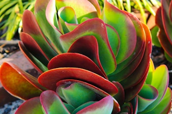 paddle plant succulent