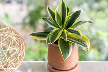 snake plant sansevieria houseplant potted on window sill