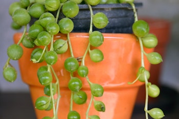string of pearls sitting in orange pot