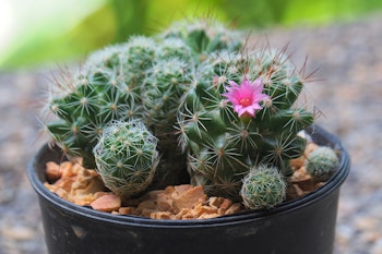 thimble cactus
