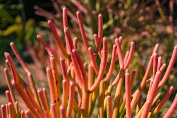 firestick or pencil cactus
