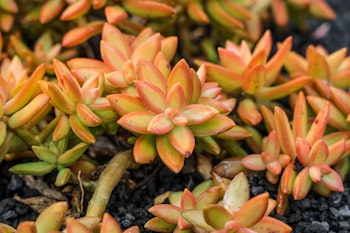 coppertone stonecrop sedum