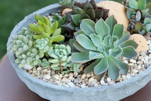 low bowl planter filled with succulents and decorated with rocks