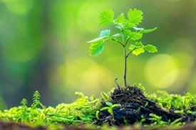 small tree seedling popping up from the ground in spring