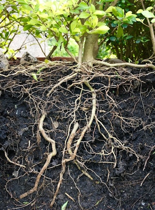 cross section showing tree planted in the ground and its root structure