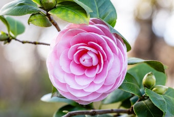 A pink Pearl Maxwell Camellia growing in the garden.