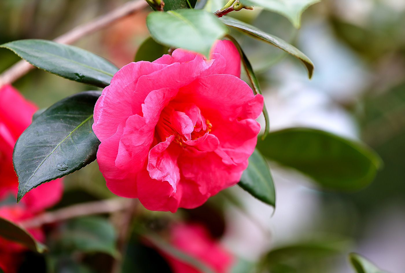 【camellia25様用】CANYON ハンドル H36 390mm 100 camellia25様用】CANYON ハンドル H36 390mm 100