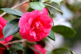 A closeup of a bright coral pink Coral Delight Camellia growing in the garden.