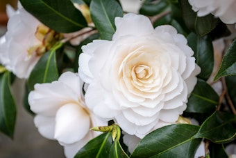 Delicate very light peach Nuccio's Gem Camellias growing in the garden.