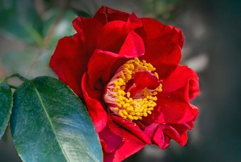 A closeup of a bright red Bob Hope Camellia.