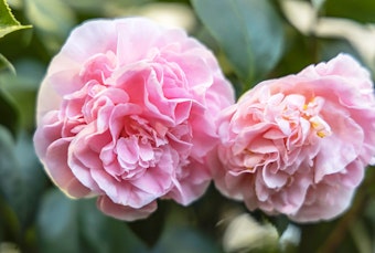 Pink Debutante Camellias growing in the garden.