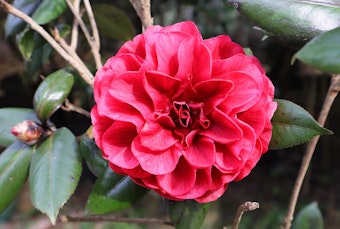 A closeup of a red Nuccio Bella Rossa Camellia growing in the garden.