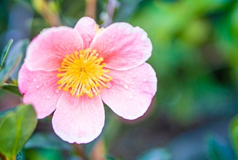 A closeup of a Pink-a-Boo Camellia growing in the garden.