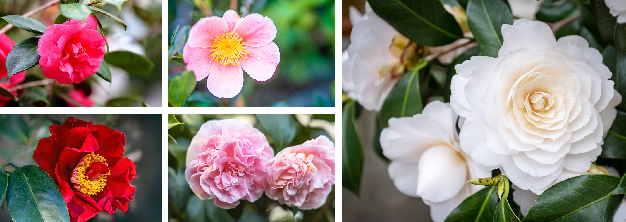 5 different camellia varieties - 1 coral, 1 red, 2 pink and one a very light peach to white in color.