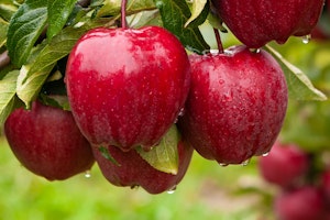 red delicious apples hanging from tree dripping water