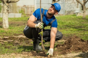 man holding up a freshly planted fruit tree in landscape