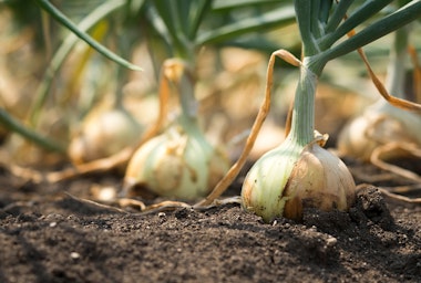 Onion bulbs growing in the garden.