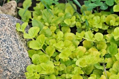 creeping jenny
