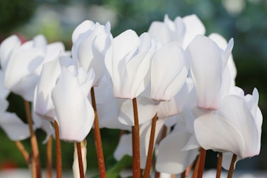 white cyclamen