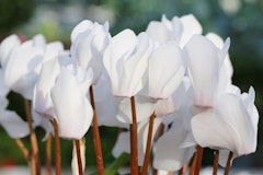 white cyclamen