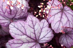 purple heuchera blooming