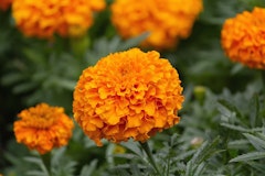 marigolds
