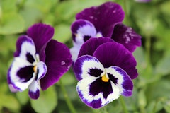 purple pansies