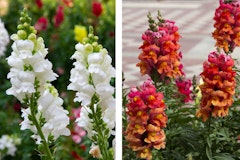 white and orange mixed with red snapdragons
