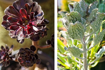 aeonium and kalanchoe beharensis fang