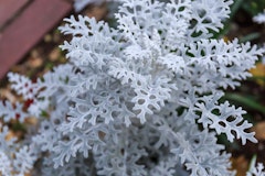 dusty miller
