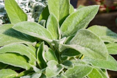 lamb's ear