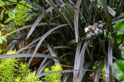 mondo grass in landscape in the midst of other plants