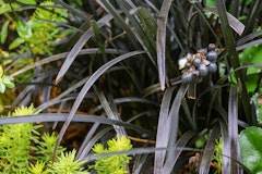 mondo grass in landscape in the midst of other plants