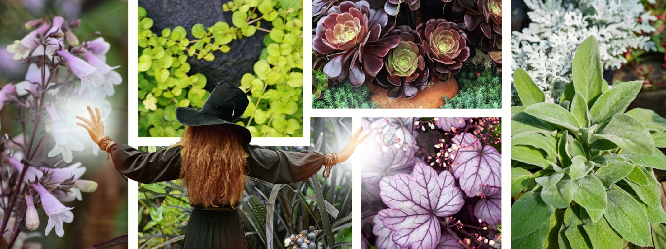 purple and bright green plants for containers and a witch with arms stretched and a glow at her hands