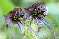 2 bat flowers