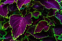 purple with green outline coleus