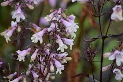 purple penstemon