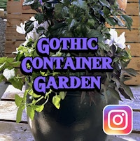 gothic container garden on instagram