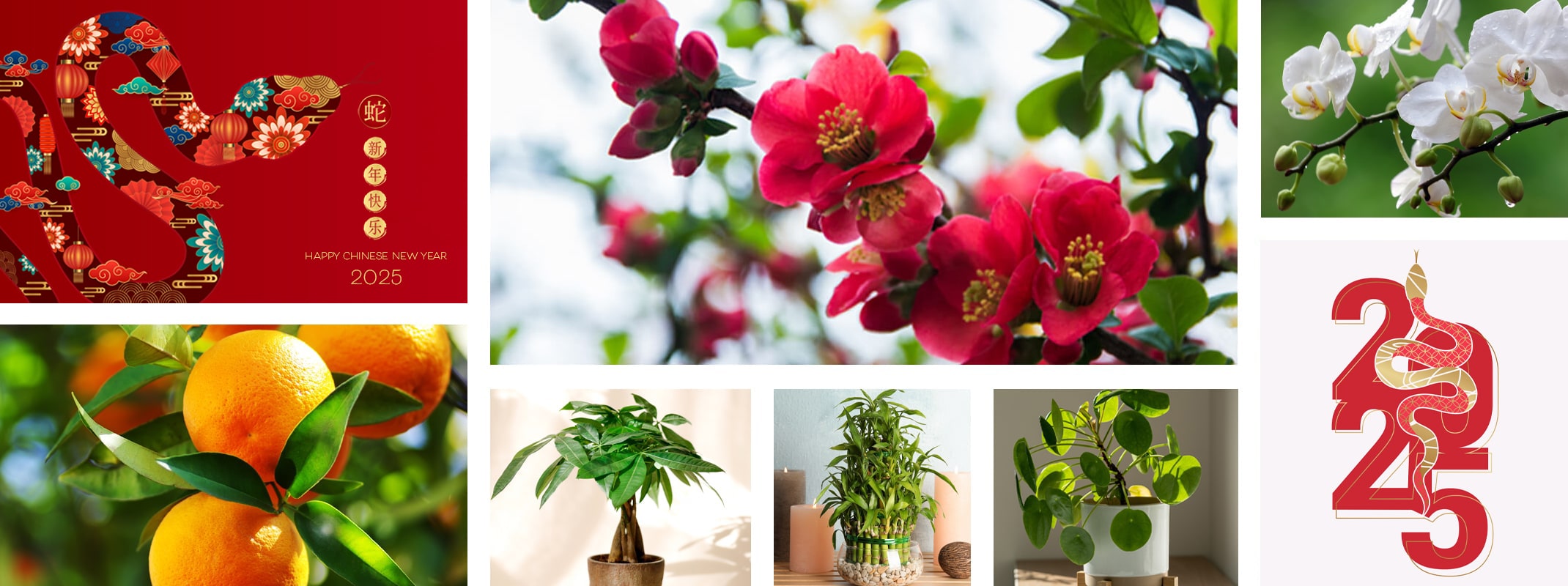chinese new year 2025 year of the snake supporting plants