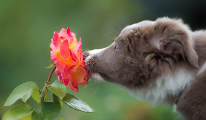 A puppy smelling a rose outside.