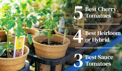 5 best cherry, 4 best heirloom or hybrid and 3 best sauce tomatoes