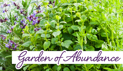 garden of abundance salvia, chives, catmint and lavender
