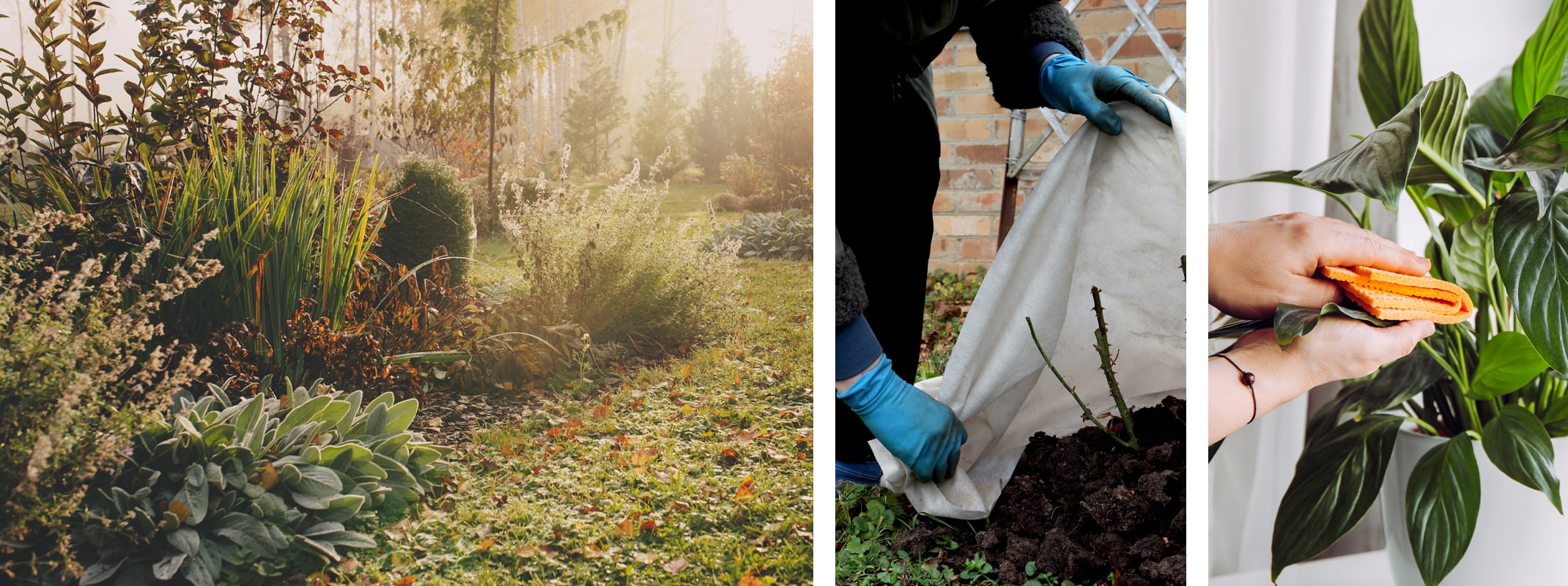fall and winter garden in california care for houseplants and apply frost cloth