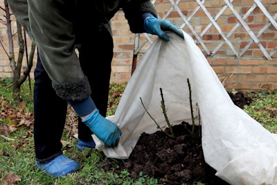 gardener applying frost blanket or cloth to protect roses